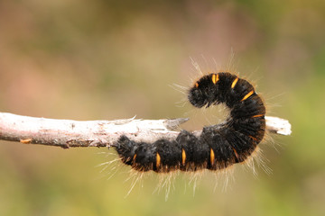 A magnificent Fox Moth Caterpillar, Macrothylacia rubi, walking along a twig in Heath land.