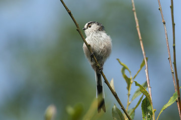 A stunning Long-tailed Tit (Aegithalos caudatus) perched on a branch in a tree. It is hunting for insects to eat.