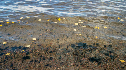 birch leaves floating on a lake, Finland