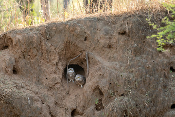 spotted owlet (Athene brama) curious mating pair in a hole in sand dune at jhalana forest reserve, jaipur, rajasthan, india