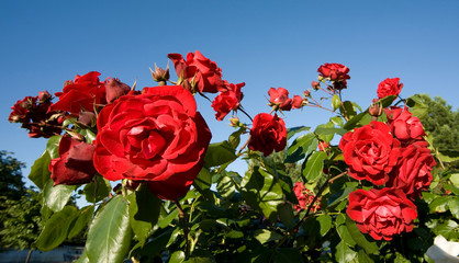 red roses against blue sky