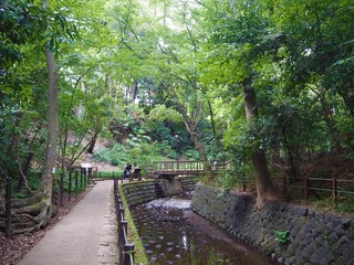 Todoroki valley in Tokyo JAPAN