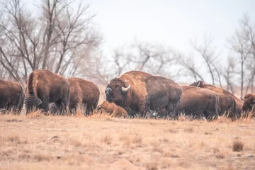 Fotobehang American Bisons in Colorado © EG Images