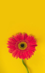 Bright beautiful gerbera flowers on sunny yellow background. Concept of warm summer and early...