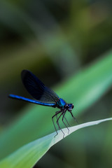 Libellule bleu irisée posée sur une branche	