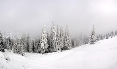 Obraz premium landscape with pine forest in winter