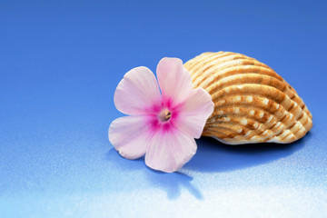 Romantic composition with phlox flowers and sea shells