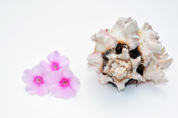 Obraz na płótnie Canvas Romantic composition with phlox flowers and sea shells