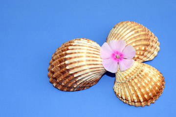 Romantic composition with phlox flowers and sea shells