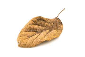 Closup picture of old dry leaf