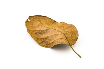 Texture of back side dry leaf