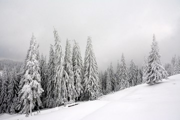 a fir forest in winter