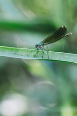 Libellule bleu irisée posée sur une branche	