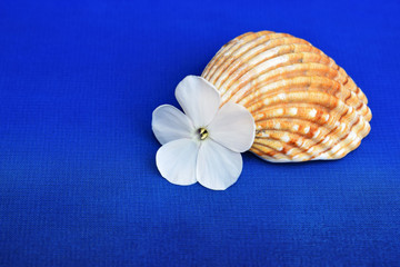 Romantic composition with phlox flowers and sea shells