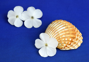 Romantic composition with phlox flowers and sea shells