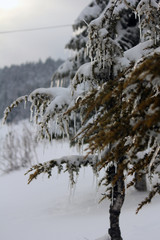 snowy trees and nature landscape