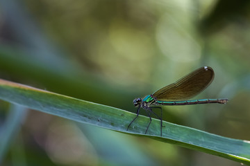 Libellule bleu irisée posée sur une branche	