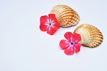 Romantic composition with phlox flowers and sea shells