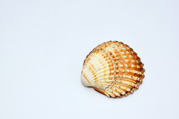Sea shell on white background