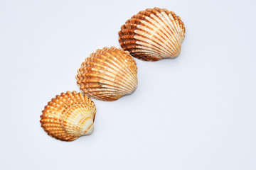 Sea shells on white background