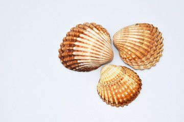 Sea shells on white background