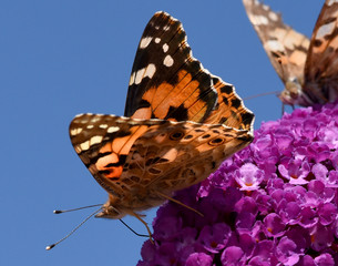 Distelfalter, Cynthia, cardui, Schmetterlingsstrauch