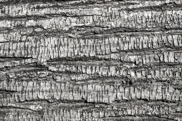 Tree bark texture high detail