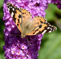 Distelfalter, Cynthia, cardui, Schmetterlingsstrauch