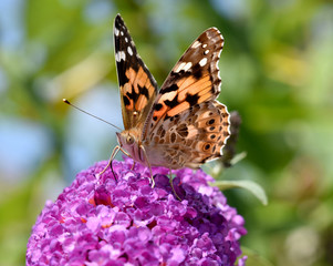 Distelfalter, Cynthia, cardui, Schmetterlingsstrauch