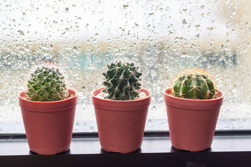 Cactus in pot displayed on window with water drops of rain