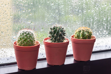 Cactus in pot displayed on window with water drops of rain
