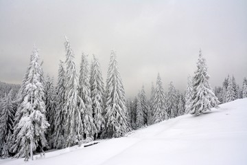Fototapeta premium landscape with a pine forest in winter