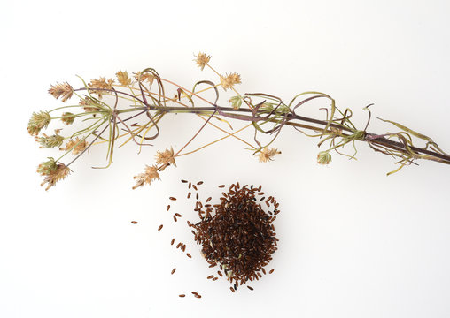 Schwarzer, Flohsamen, afra, Plantago