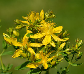 Johanniskraut, Hypericum Perforatum