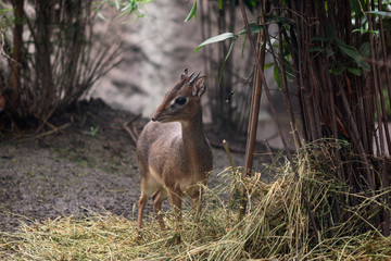 Dikdiks (Madoqua; auch Dik-Diks) afrikanische Zwergantilope