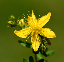 Johanniskraut, Hypericum Perforatum