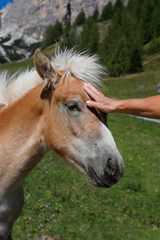 Junges Haflinger Pferd wird von Frau gestreichelt Portrait