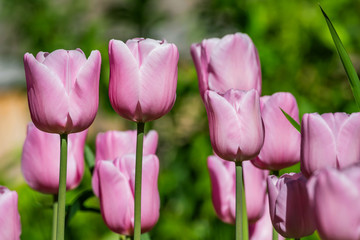 Pink Tulips Close
