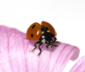 Marienkaefer, Coccinella, semptempunctata