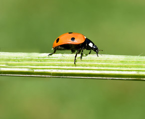 Marienkaefer, Coccinella, semptempunctata