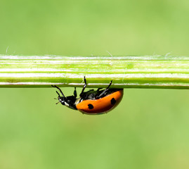 Marienkaefer, Coccinella, semptempunctata