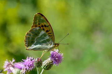 butterfly on flower