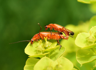 Roter Weichkaefer; Rhagonycha fulva