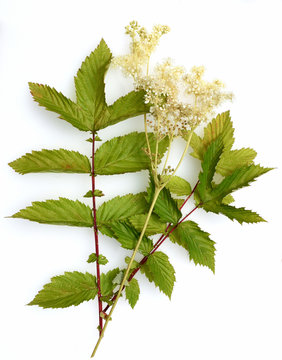Maedesuess, Filipendula, ulmaria