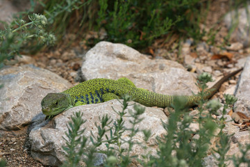 Perleidechse (Timon lepidus) liegt auf Stein, Alpen 