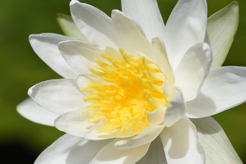 Obraz premium Weisse Seerose, Nymphaea, alba