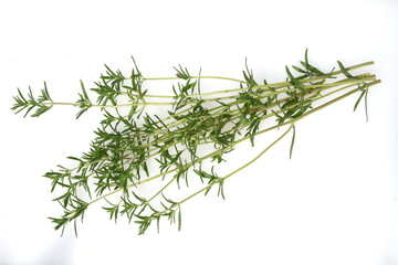 Sommer Bohnenkraut, Satureja, hortensis