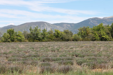 Lavendelfeld im Fr&uuml;hjahr