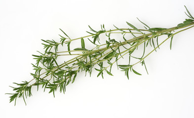 Sommer Bohnenkraut, Satureja, hortensis