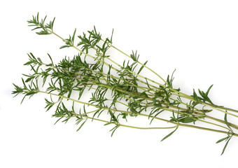 Sommer Bohnenkraut, Satureja, hortensis